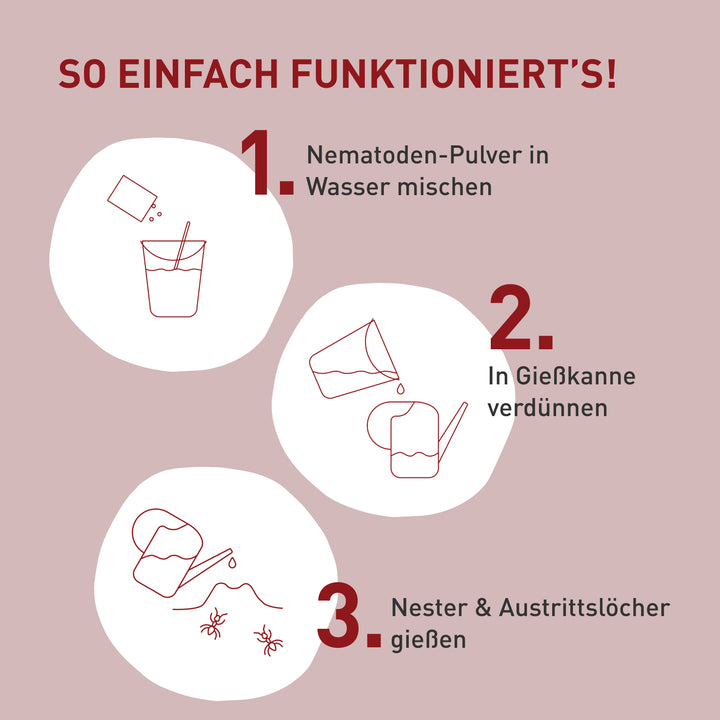 Anleitung Nematoden Steinernema feltiae gegen Ameisen