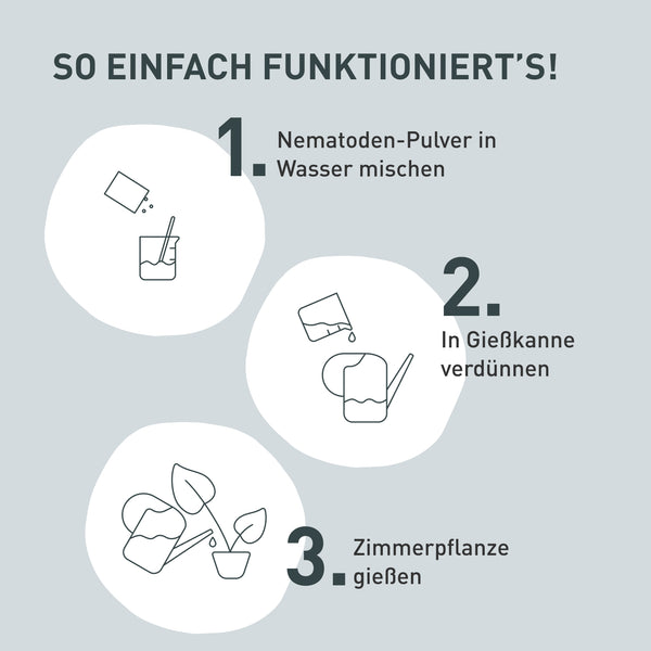 Anleitung Nematoden Steinernema feltiae gegen Trauermücken