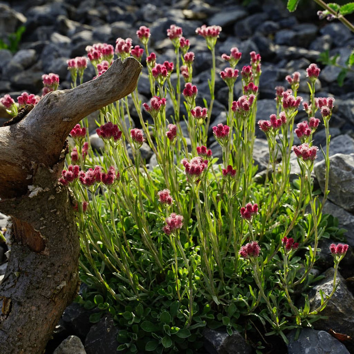 Antennaria dioica 'Rubra'