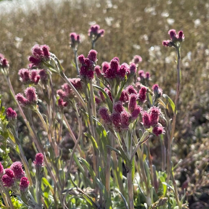 Antennaria dioica 'Rubra'