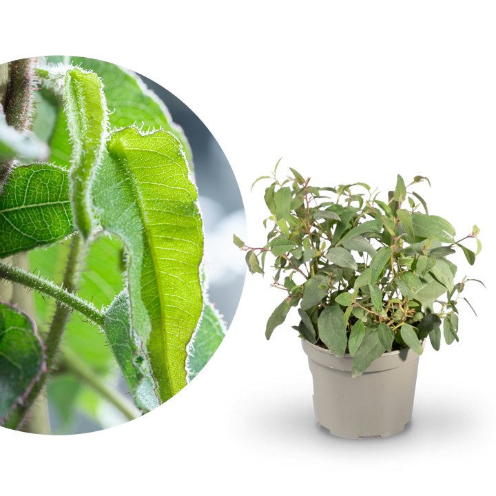 Anti-Mücken-Pflanze: Zitronen-Eukalyptus