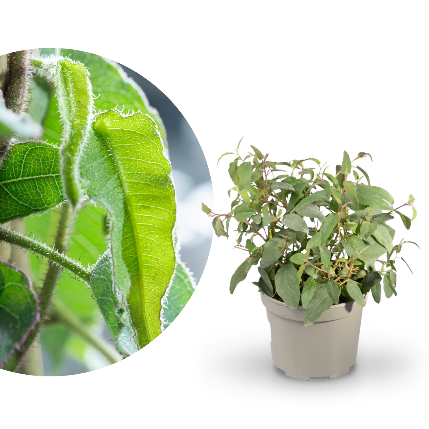 Anti-Mücken-Pflanze: Zitronen-Eukalyptus