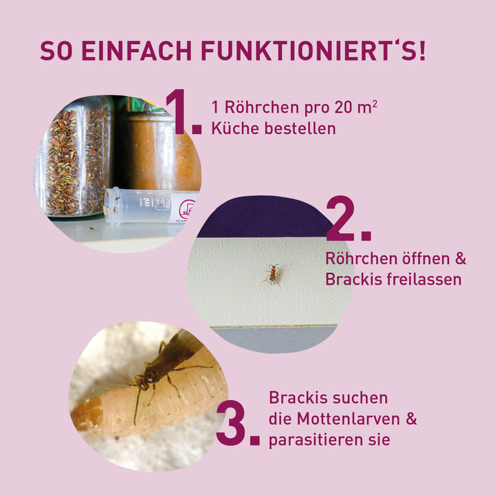 Anwendung von Brackwespen gegen Lebensmittelmotten