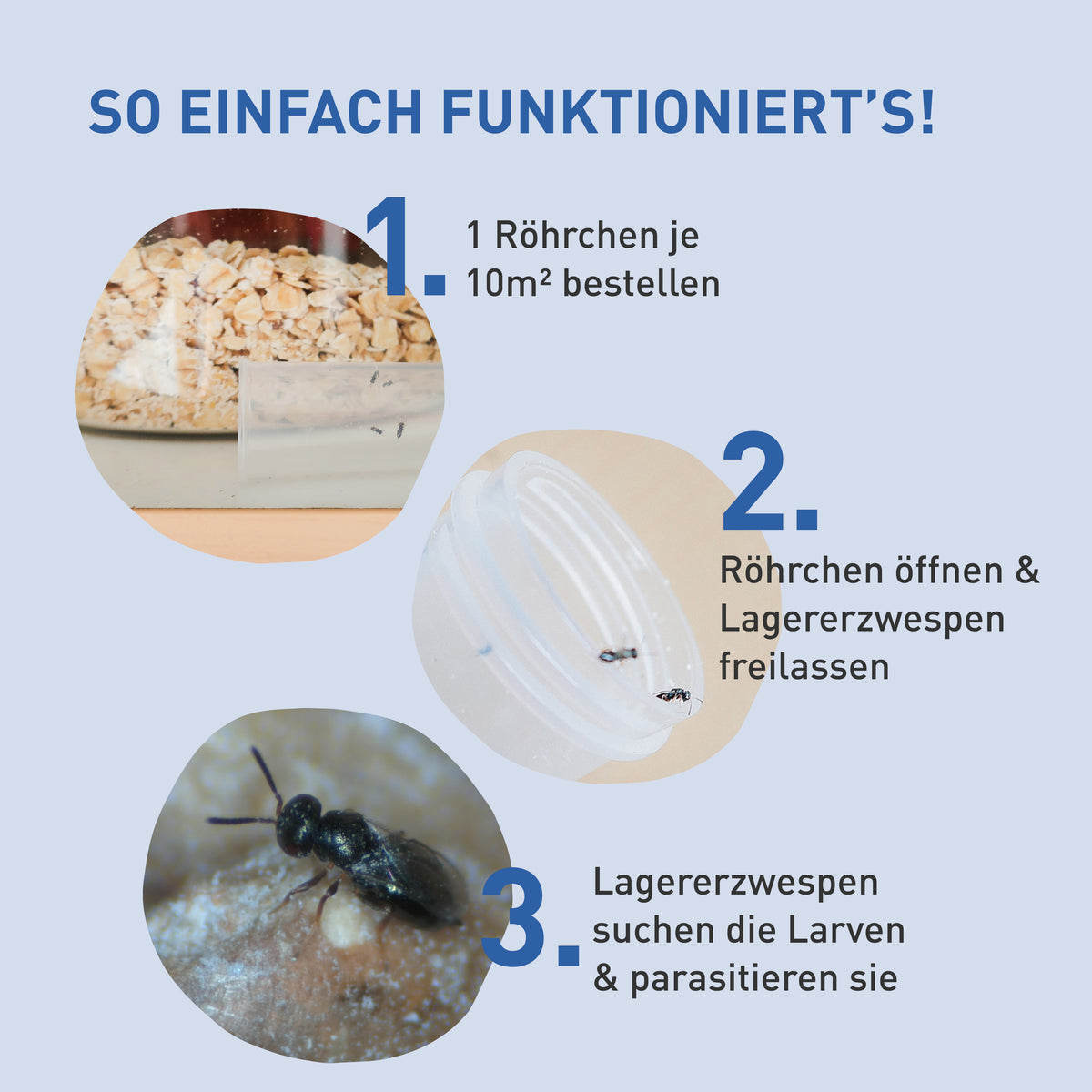 Anwendung von Lagererzwespen gegen Brotkäfer