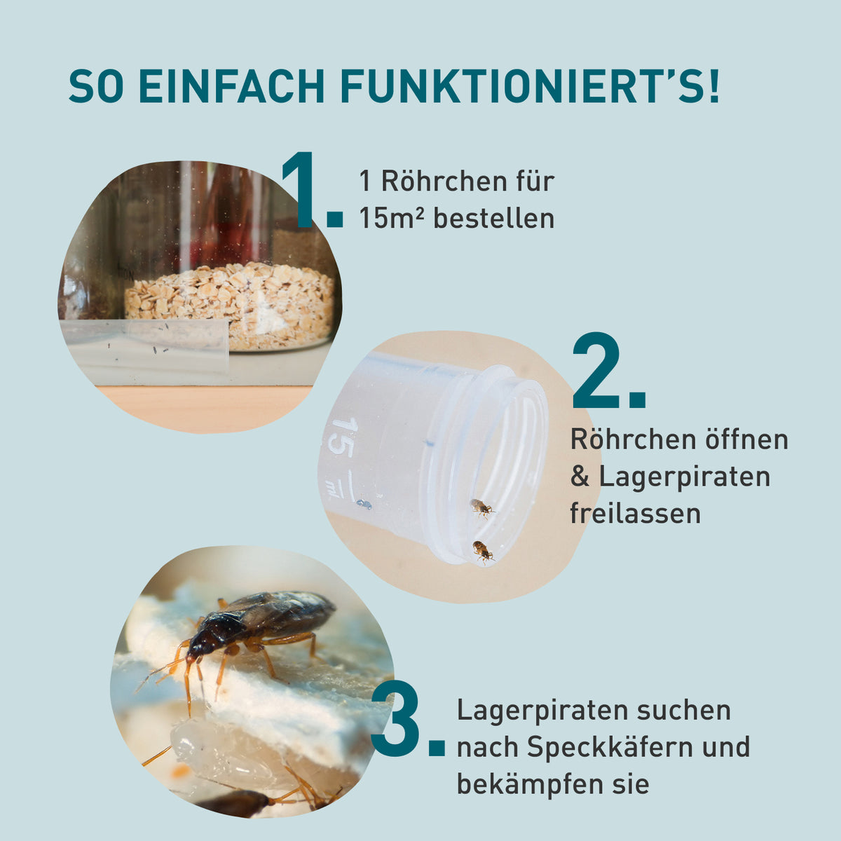 Anwendung von Lagerpiraten gegen Speckkäfer