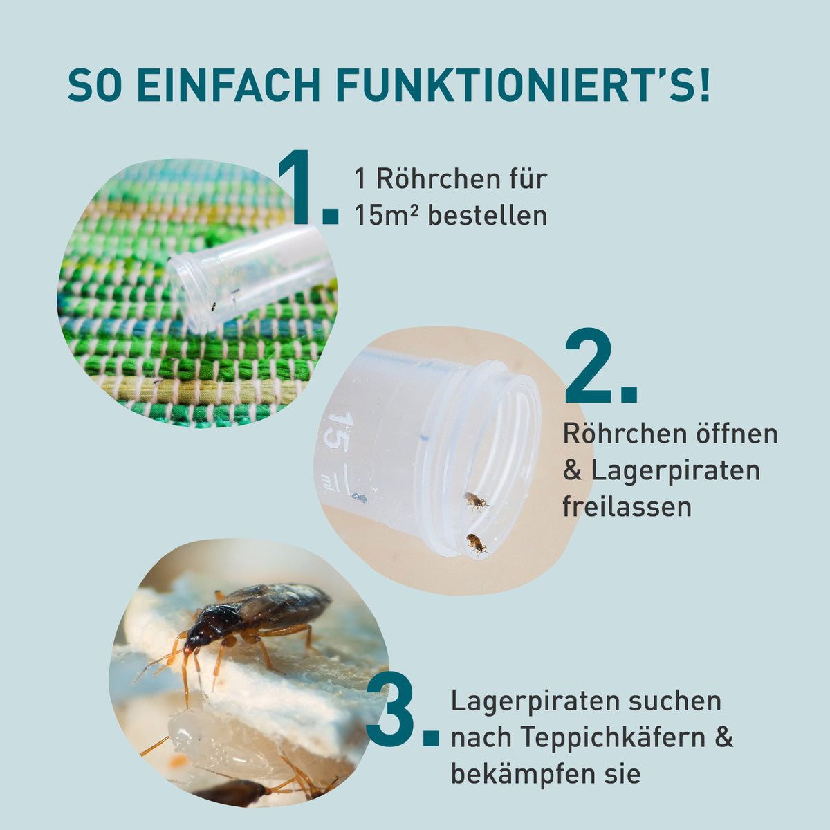 Anwendung von Lagerpiraten gegen Teppichkäfer