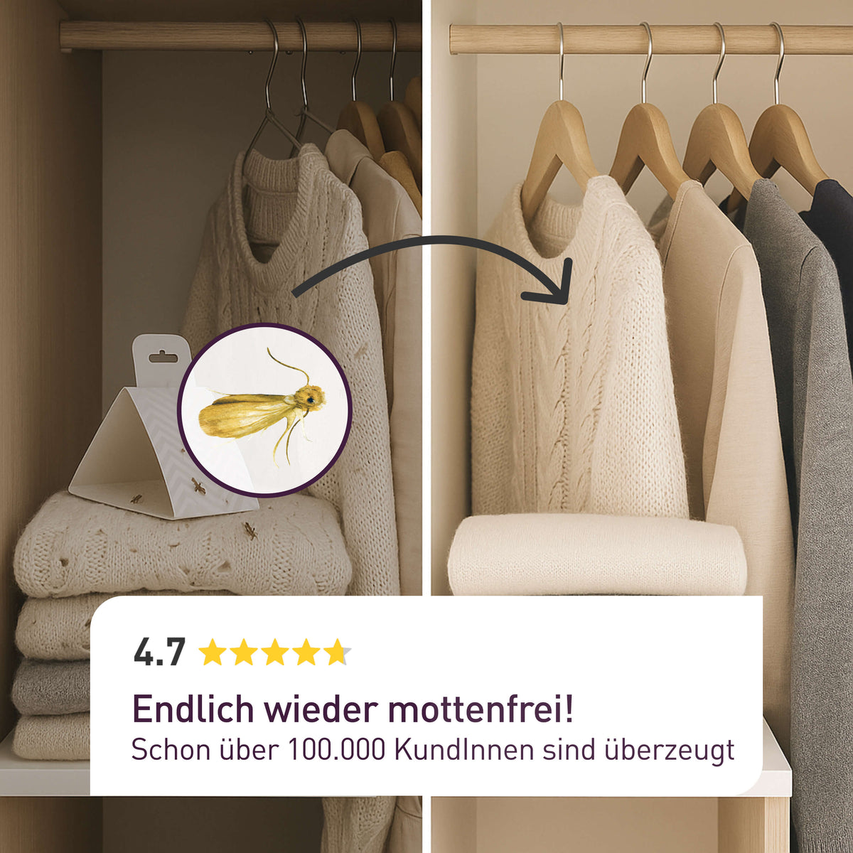 Anwendung von Schlupfwespen gegen Kleidermotten