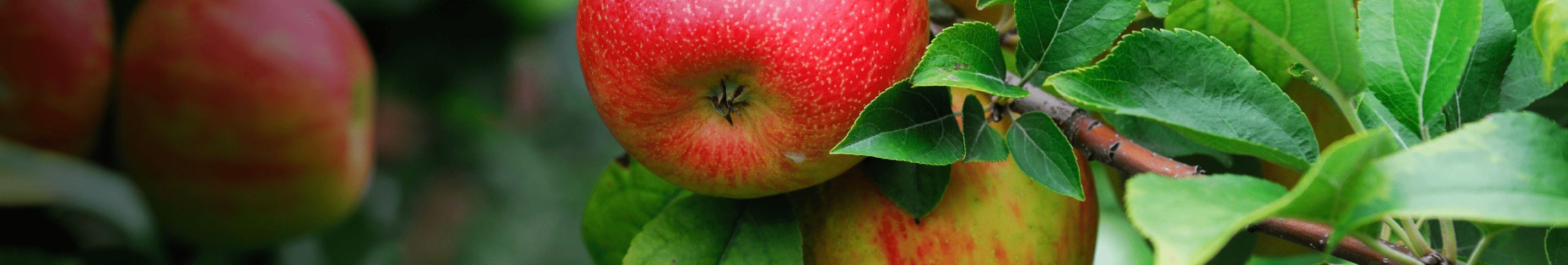 Bio-Apfelbaum \'Alkmene\' Herbstapfel kaufen - Plantura Shop | Obstbäume & Gemüsepflanzen