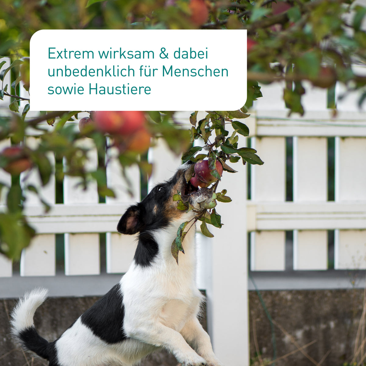 Anwendungszeit von SF-Nematoden gegen Apfelwickler