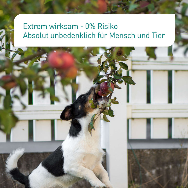 Anwendungszeit von SF-Nematoden gegen Apfelwickler