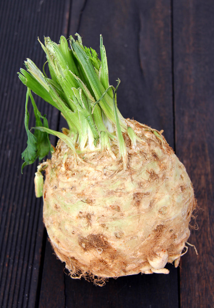 Apium graveolens var. rapaceum 'Monarch'