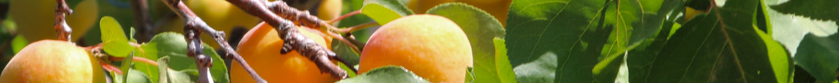 Aprikosenbaum