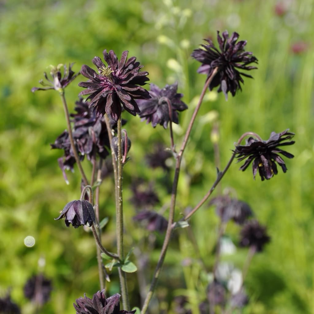 Aquilegia vulgaris 'Black Barlow'