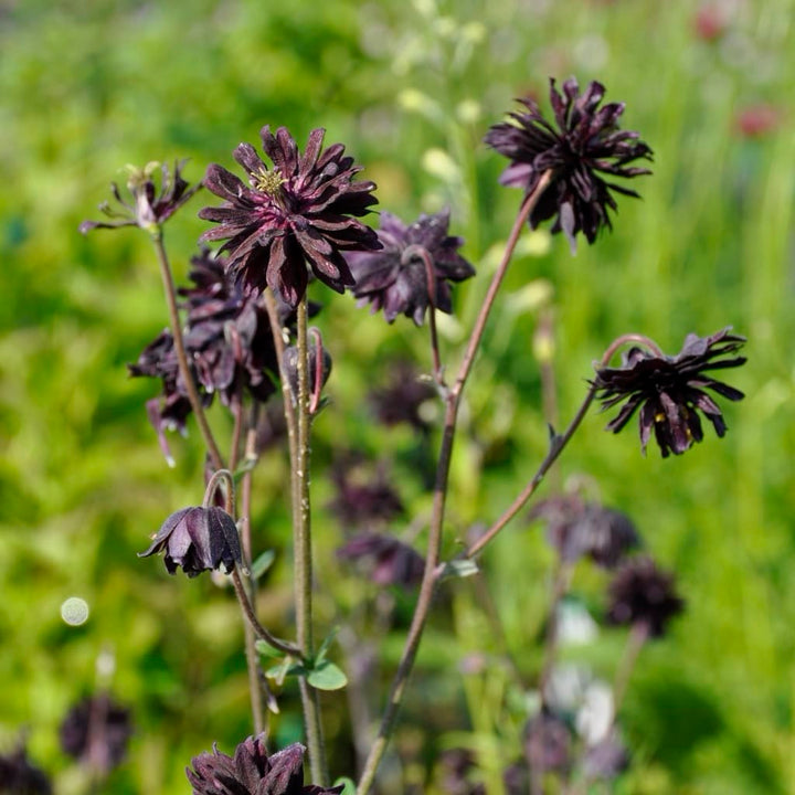 Aquilegia vulgaris 'Black Barlow'