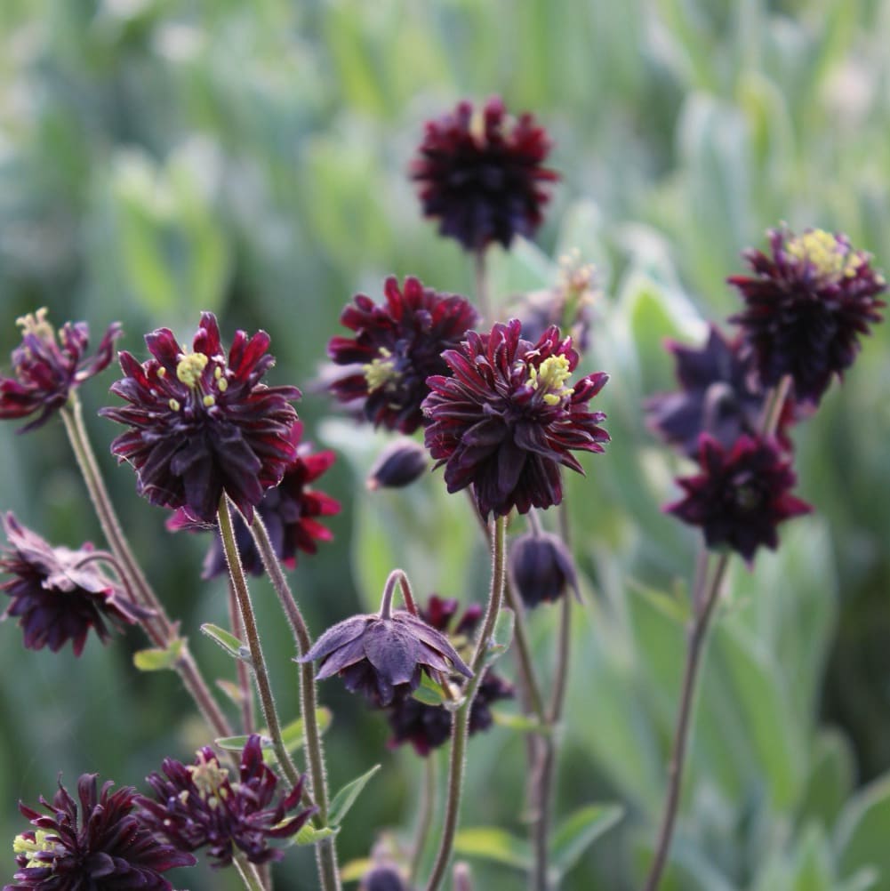 Aquilegia vulgaris 'Black Barlow'