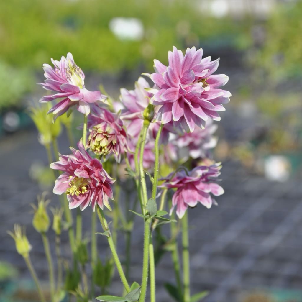 Aquilegia vulgaris 'Nora Barlow'