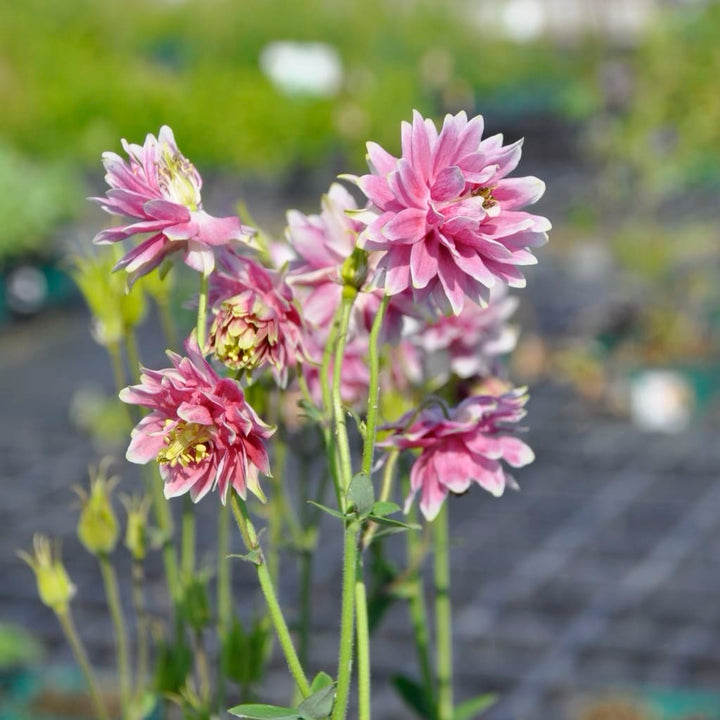 Aquilegia vulgaris 'Nora Barlow'