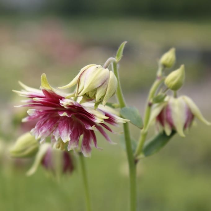 Aquilegia vulgaris 'Nora Barlow'