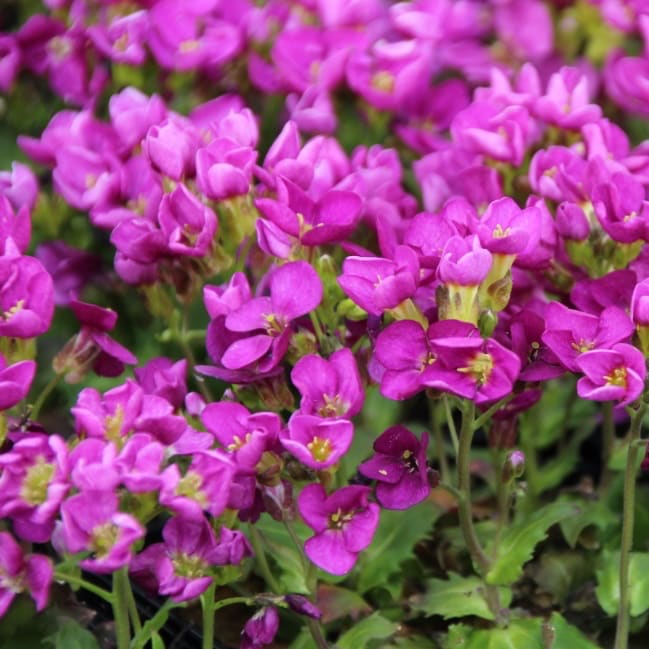Arabis caucasica 'Aubris Deep Rose'