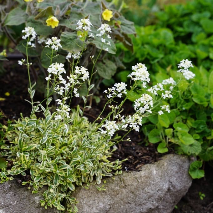 Arabis ferdinandi-coburgii 'Old Gold'
