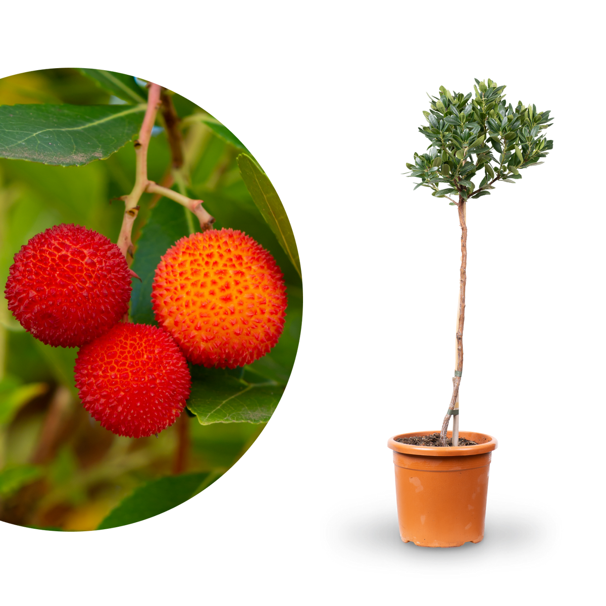 Westlicher Erdbeerbaum mit Früchten