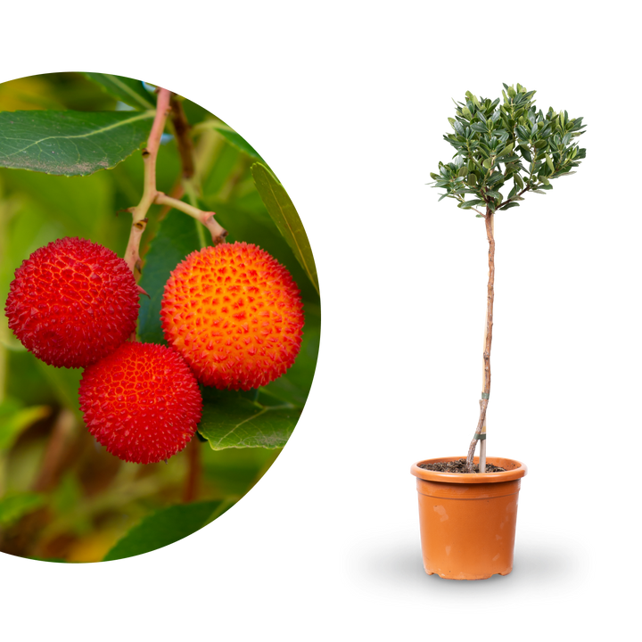 Westlicher Erdbeerbaum mit Früchten