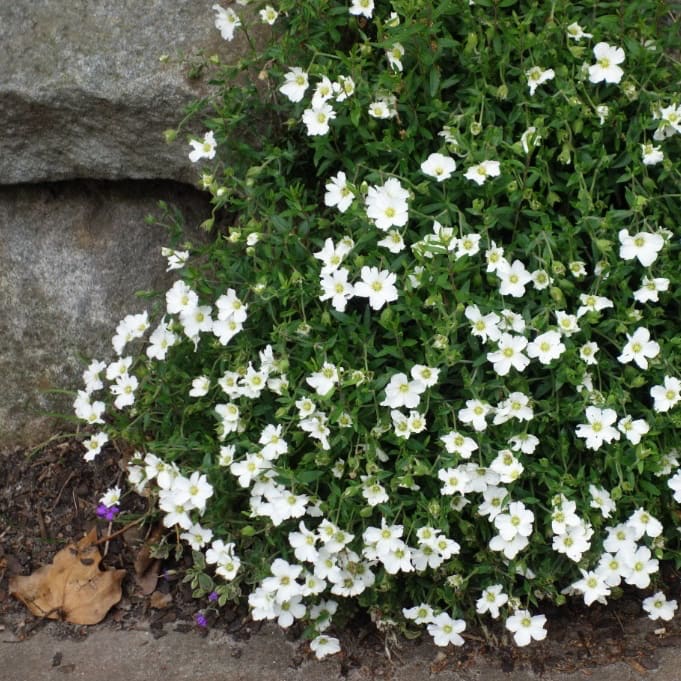 Arenaria montana 'Ronda'