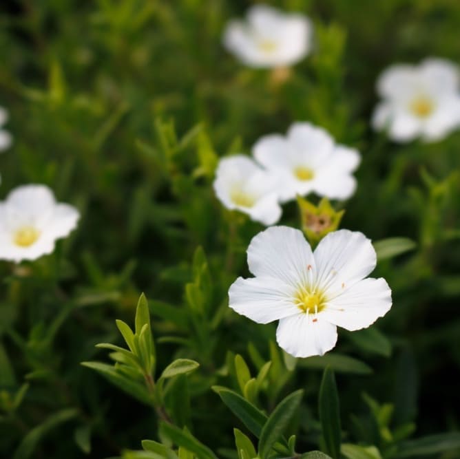 Arenaria montana 'Ronda'