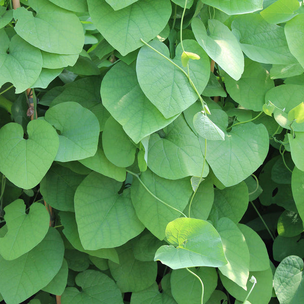 Aristolochia macrophylla