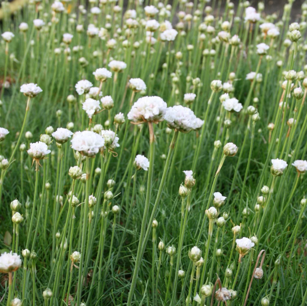 Armeria maritima 'Alba'