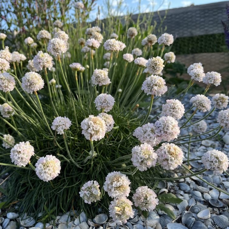 Armeria maritima 'Alba'