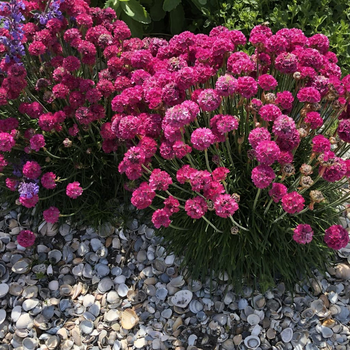 Armeria maritima 'Splendens'