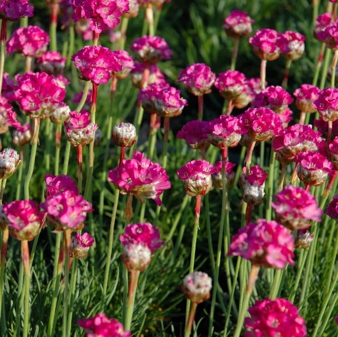 Armeria maritima 'Splendens'