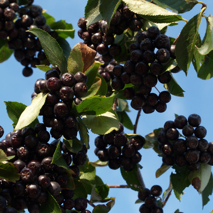 Früchte der Aronia-Beere 'Nero'