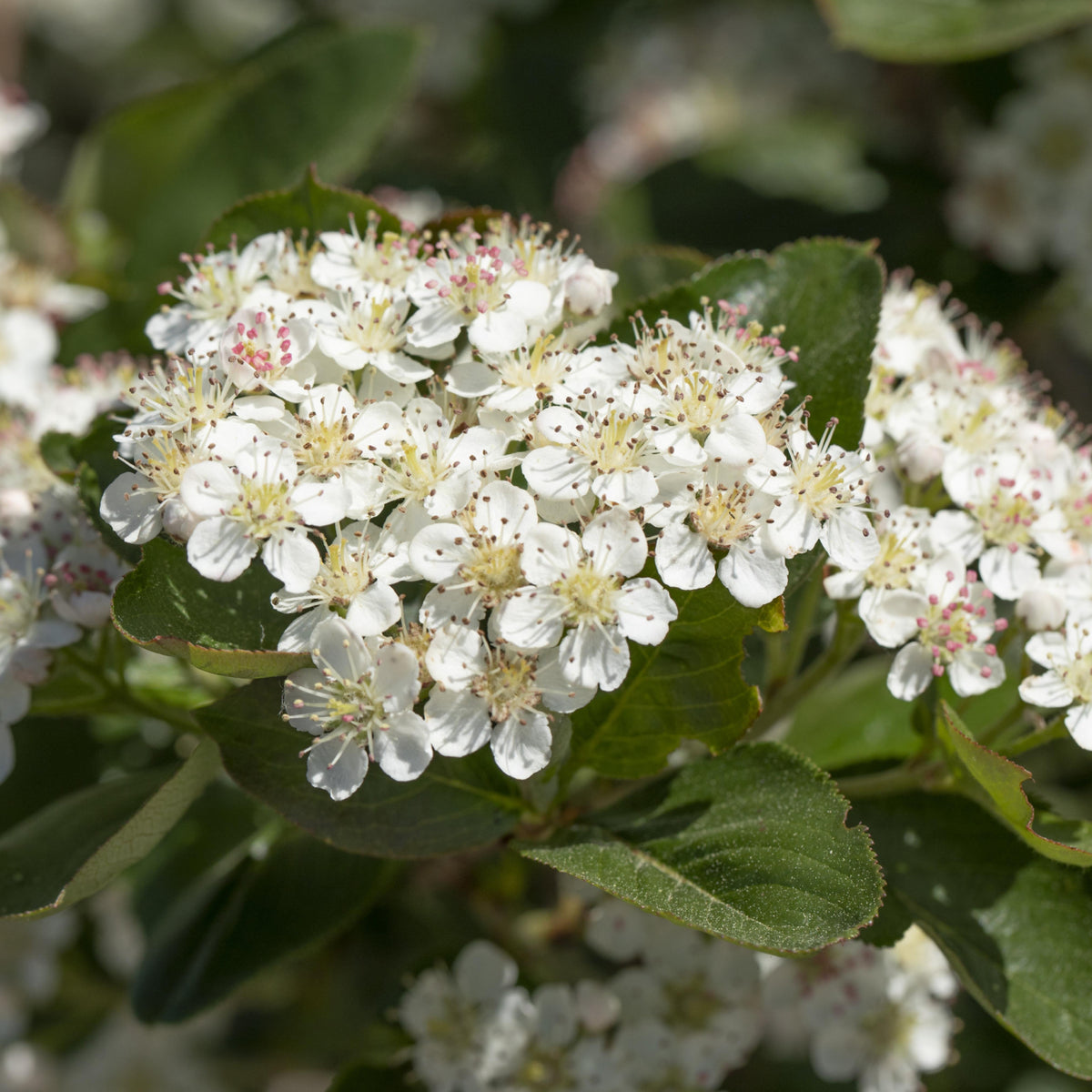 Blüten der Aronia-Beere 'Viking'