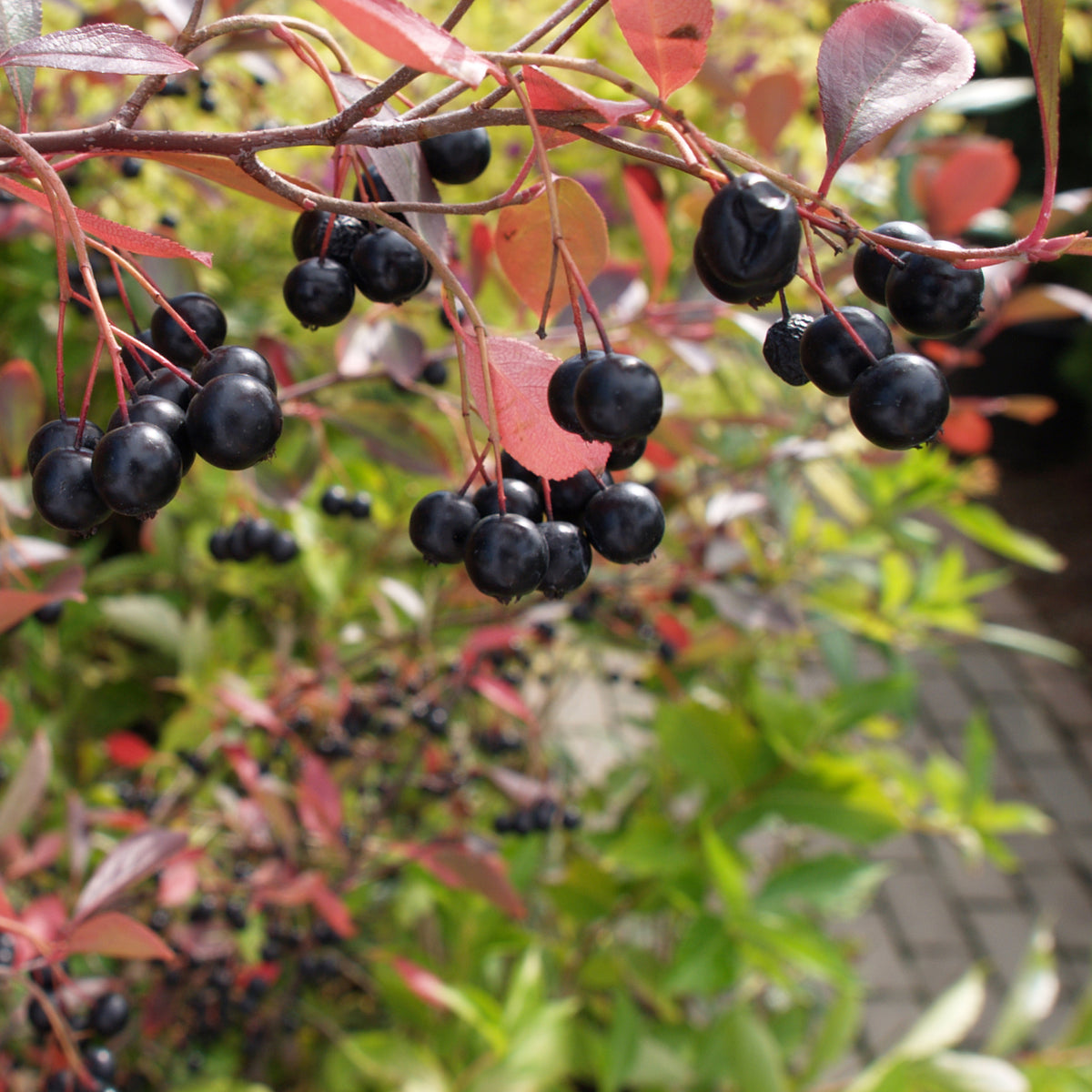 Früchte der Aronia-Beere 'Viking'