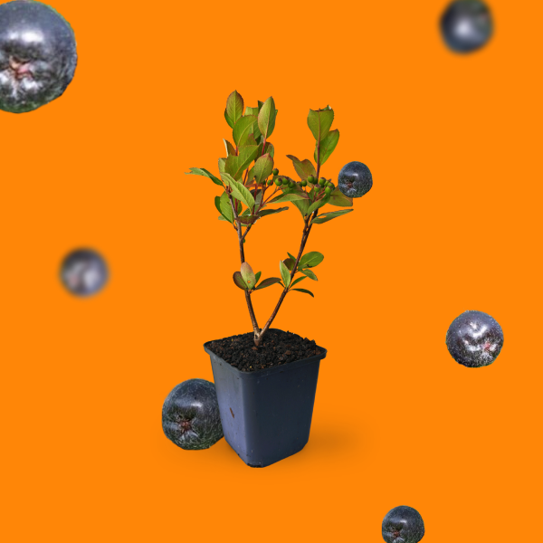 Aronia-Beere 'Nero'