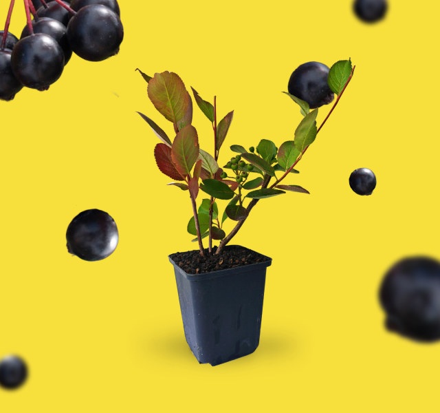 Aronia-Beere 'Viking'