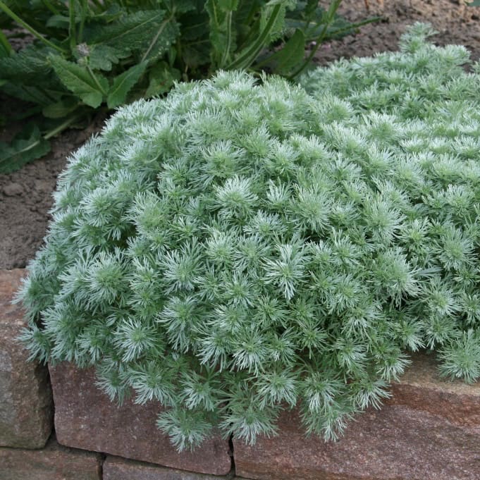 Artemisia schmidtiana 'Nana'