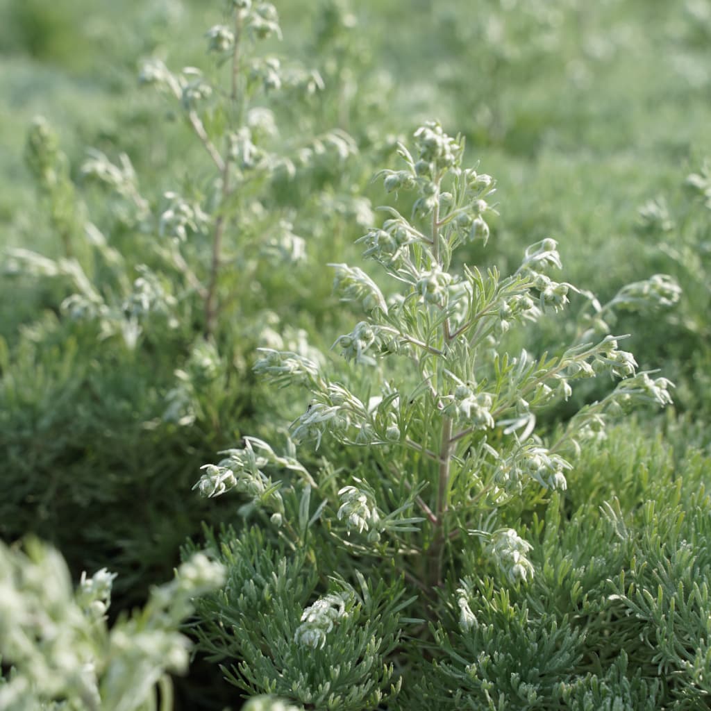 Artemisia schmidtiana 'Nana'