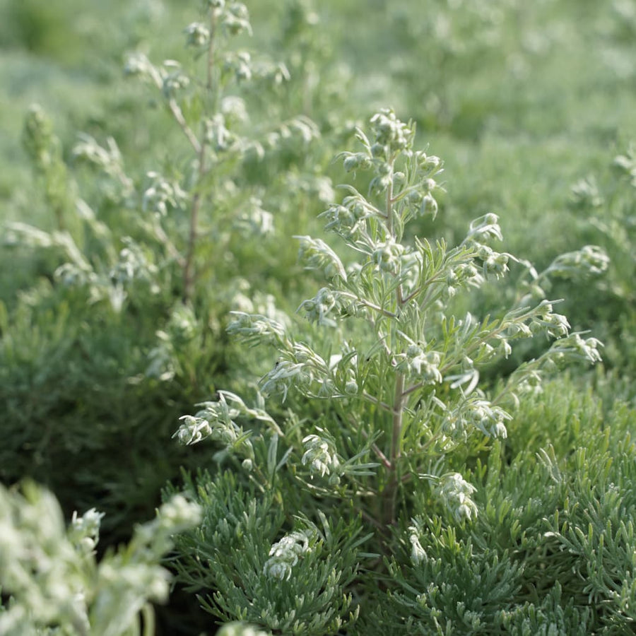 Artemisia schmidtiana 'Nana'