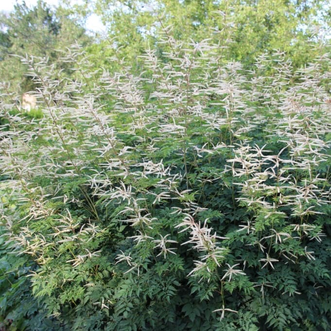 Aruncus dioicus