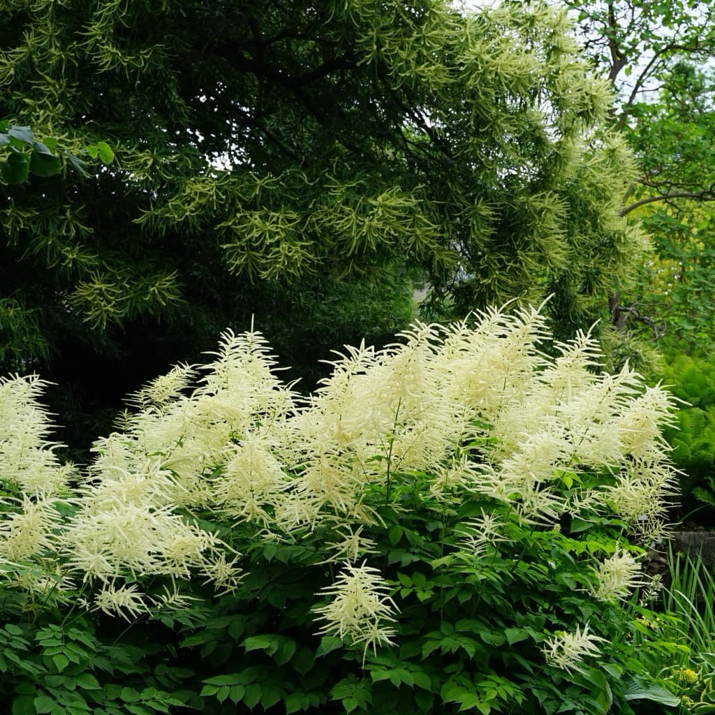 Aruncus dioicus