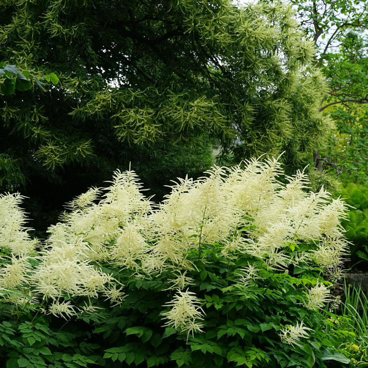 Aruncus dioicus