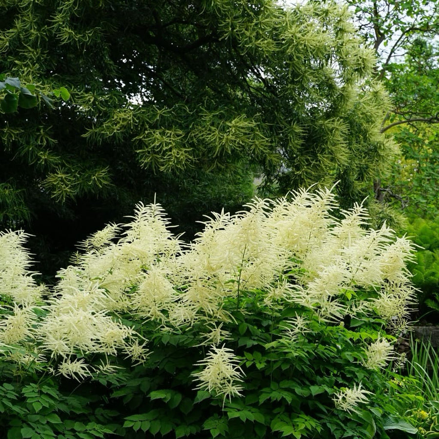 Aruncus dioicus