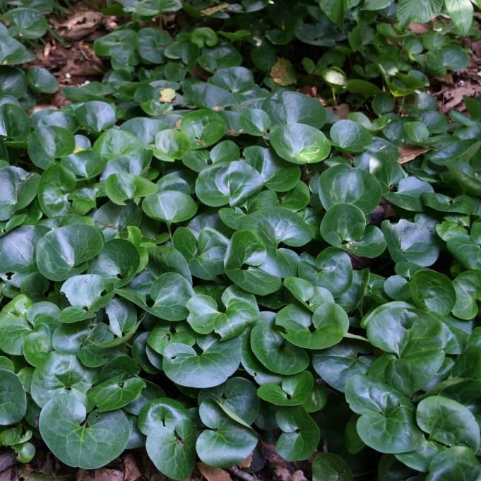 Asarum europaeum