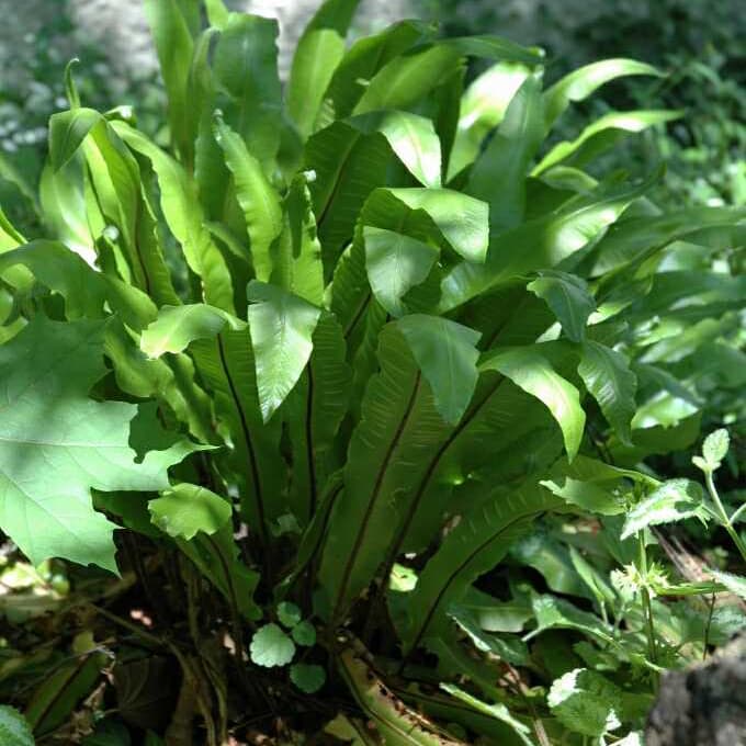 Asplenium scolopendrium
