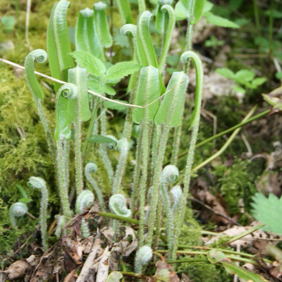 Asplenium scolopendrium