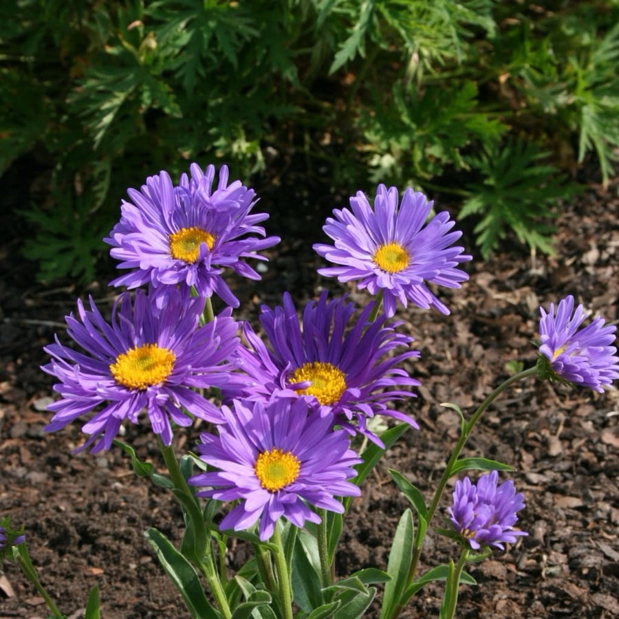 Aster alpinus 'Dunkle Schöne'