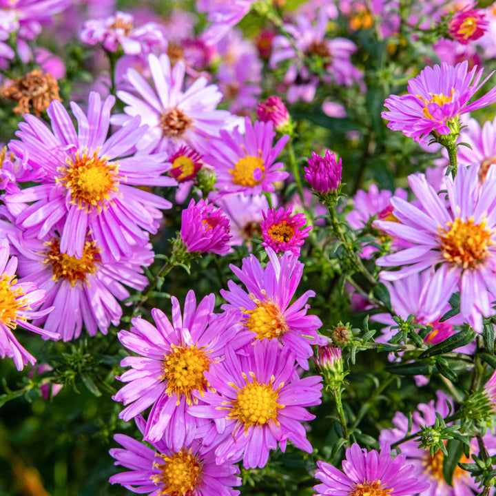 Aster alpinus 'Happy End'